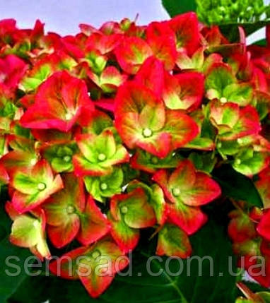 Гортензія крупнолисна Грін Шадов \ Hydrangea macrophylla Green Shadow ( саджанці 3 роки ), фото 1
