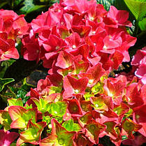 Гортензія крупнолисна Грін Шадов \ Hydrangea macrophylla Green Shadow ( саджанці 3 роки ), фото 3