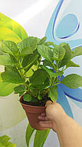 Гортензія крупнолисна Грін Шадов \ Hydrangea macrophylla Green Shadow ( саджанці 3 роки ), фото 4