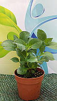 Гортензія крупнолисна Грін Шадов \ Hydrangea macrophylla Green Shadow ( саджанці 3 роки ), фото 6