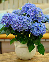 Гортензия крупнолистная "Адрия" \ Hydrangea macrophylla Adria ( саженцы 3 года )