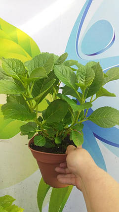 Гортензія крупнолисна "Энзиандом" \ Hydrangea macrophylla Enziandom( саджанці 3 роки ), фото 3