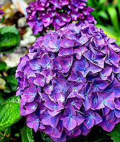 Гортензія крупнолисна "Энзиандом" \ Hydrangea macrophylla Enziandom( саджанці 3 роки )