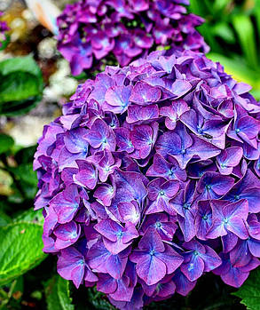 Гортензія крупнолисна "Энзиандом" \ Hydrangea macrophylla Enziandom( саджанці 3 роки ), фото 1