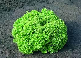 Естроза/Estroza — Салат, Enza Zaden. 5 грамів насіння