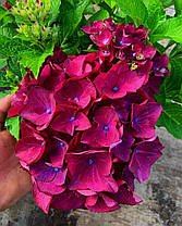 Гортензия крупнолисна " Ред Бьюти Ліла" \ Hydrangea macrophylla Red Beauty Lila ( саженцы 3 года), фото 2