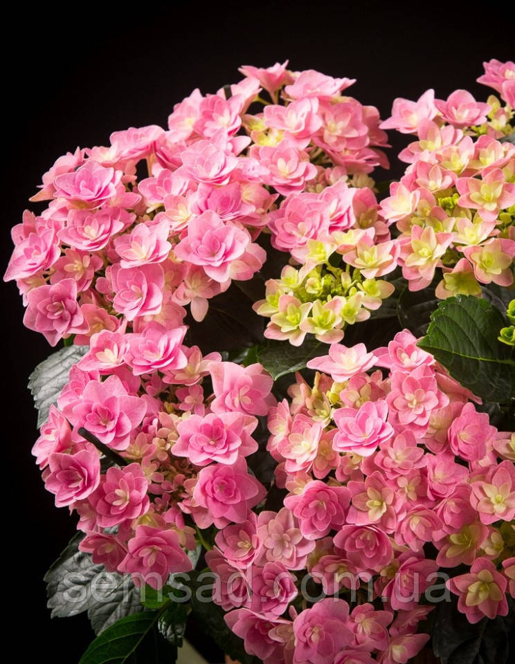 Гортензія крупнолистна Дабл Роуз \ Hydrangea double rose ( саджанці ) Новинка