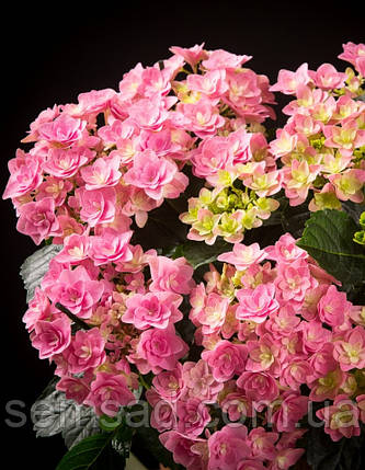 Гортензія крупнолистна Дабл Роуз \ Hydrangea double rose ( саджанці ) Новинка, фото 1