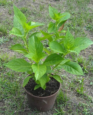 Гортензія крупнолистна Флорентіна Пінк \ Hydrangea Florentina Pink ( саджанці ) Новинка, фото 3