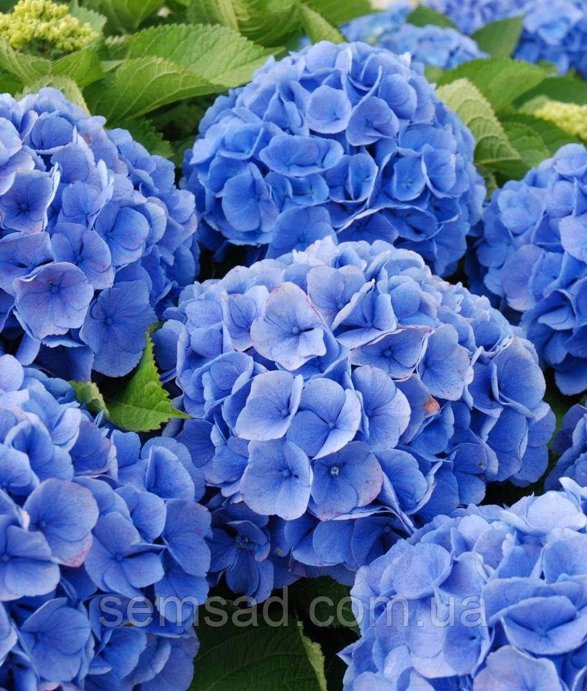 Гортензія крупнолисна Ендлес Самер Оріджінал \ Hydrangea " Еndless Summer Orig ( саджанці 3 роки )