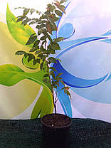 Гліцинія макростахия" Блю Дрім" \ Wisteria macrostachya Blue dreem ( саджанці 2 роки ), фото 4