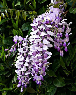Гліцинія макростахия" Блю Дрім" \ Wisteria macrostachya Blue dreem ( саджанці 2 роки ), фото 3