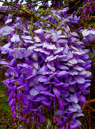 Гліцинія японська "Людвиг Лавин" \ Wisteria Ludwik Lawin ( саджанці 2х річні), фото 2