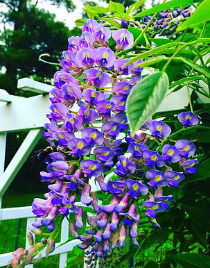 Гліцинія китайська Проліфік \ Wisteria sinensis 'Prolific' ( саджанці 2 роки ), фото 2