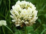 РІВЕНДЕЛ - Конюшина біла повзуча(Тrifolium repens) 20 кг, фото 4