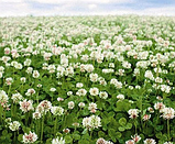 РІВЕНДЕЛ - Конюшина біла повзуча(Тrifolium repens) 20 кг, фото 5