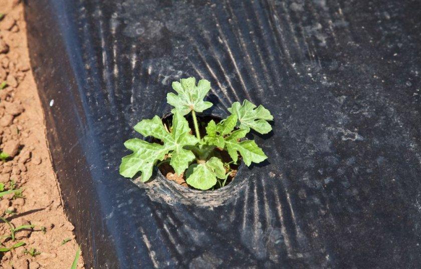 Баштанна плівка для мульчування чорна стабілізована 30 мкм