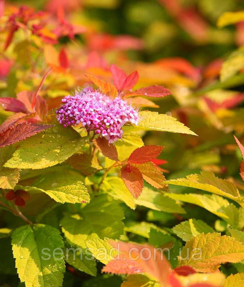 Спірея японська "Пінк енд Голд " \ spiraea japonica "Pink & Gold" ( саджанці 2 роки)