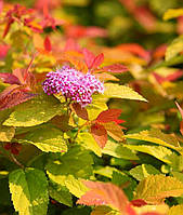 Спірея японська "Пінк енд Голд " \ spiraea japonica "Pink & Gold" ( саджанці 2 роки)