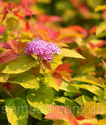 Спірея японська "Пінк енд Голд " \ spiraea japonica "Pink & Gold" ( саджанці 2 роки), фото 2