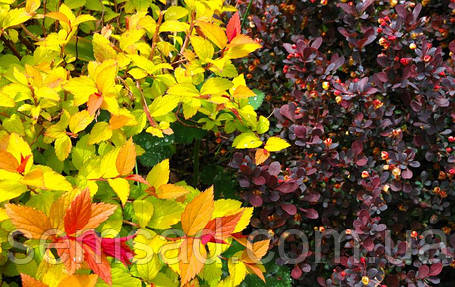 Спірея японська "Пінк енд Голд " \ spiraea japonica "Pink & Gold" ( саджанці 2 роки), фото 2