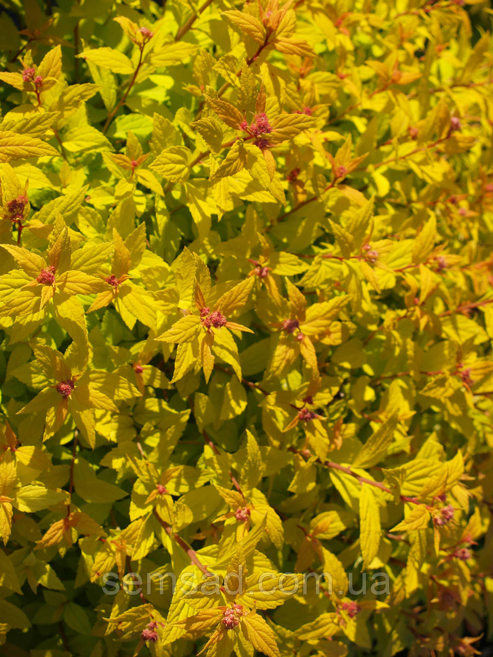 Спірея японська "Голдмаунд" \ spiraea japonica Goldmound ( саджанці 3 роки ЗКС)