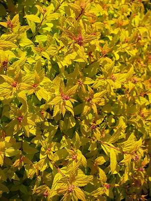 Спірея японська "Голдмаунд" \ spiraea japonica Goldmound ( саджанці 3 роки ЗКС), фото 1