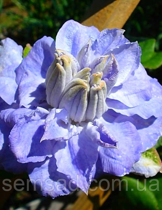 Клематис Мазурі ( саджанці 3 роки  С1.5л )