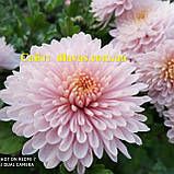 Хризантема корейська ЯБЛУНЕВА, фото 3