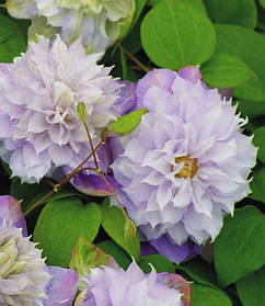 Клематис Вероніка Чойс ( саджанці 3 роки С1.5л )