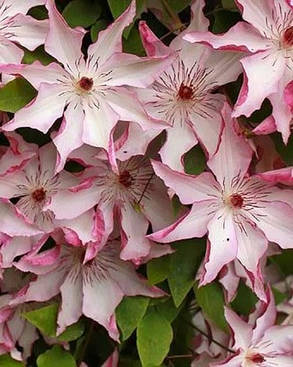 Клематис "Омоширо" \ Clematis Omoshiro ( саджанці 2 роки р9 ), фото 2