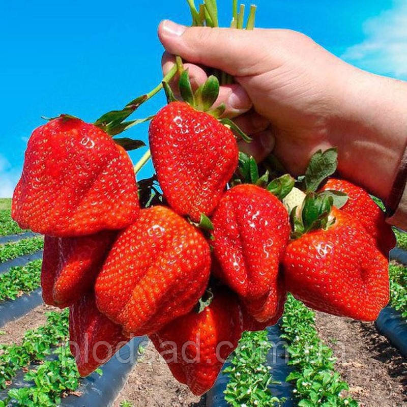 Полуниця Гармонія