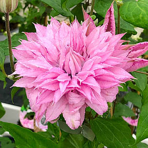 Клематис Мульті Пінк \ Clematis Multi Pink®TM (саджанці 2 роки), фото 2