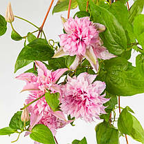 Клематис Мульті Пінк \ Clematis Multi Pink®TM (саджанці 2 роки), фото 3