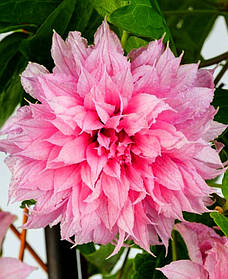 Клематис Мульті Пінк \ Clematis Multi Pink®TM (саджанці 2 роки)