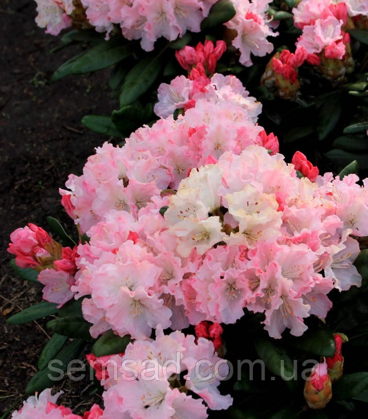 Рододендрон "Владислав Локетек" ( саджанці 3 роки ЗКС ) Rhododendron Wladyslaw Lokietek