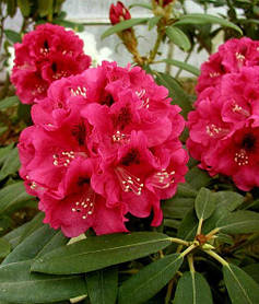 Рододендрон " Казимир Великий ( саджанці 3 роки С2л )