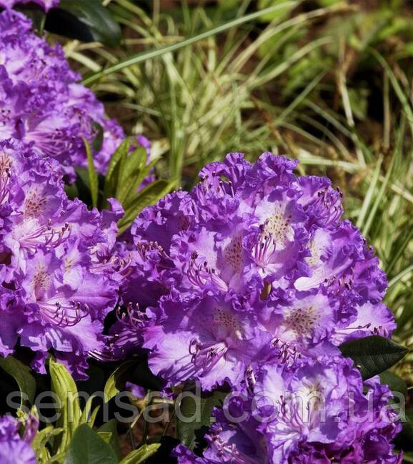 Рододендрон вічнозелений "Альфред" (саджанці 3 роки ЗКС) Rhododendron 'Alfred'