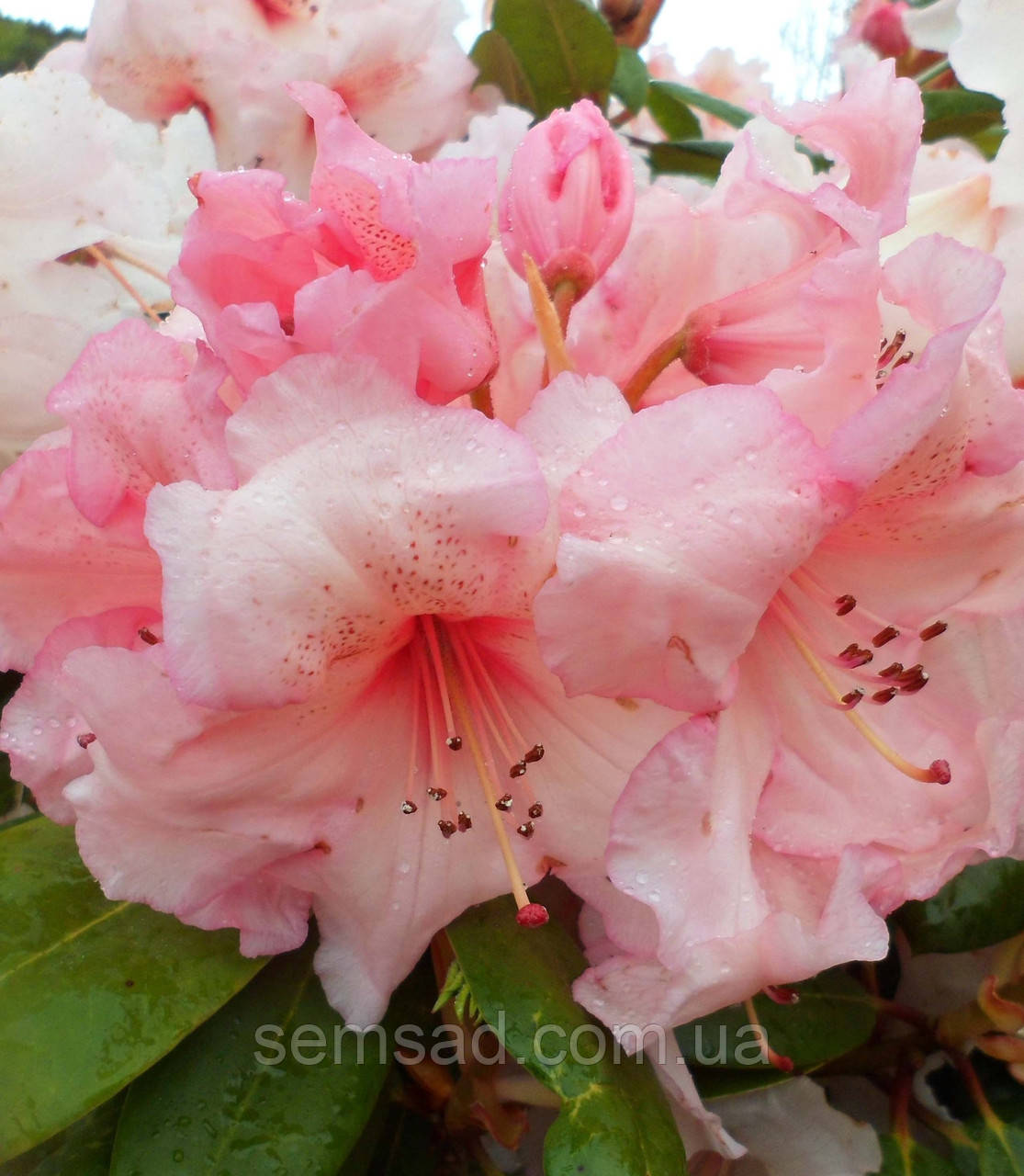 Рододендрон вічнозелений "Вірджинія Річард" (саджанці 3 роки ) Rhododendron "Virginia Richards"