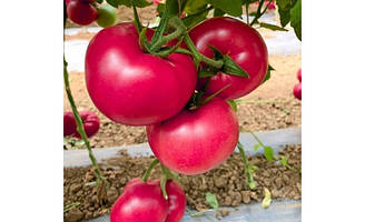 Пінк Аді F1/Pink ID F1 — Томат індетермінантний, Seminis. 1000 насіння