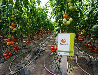 Барибін F1/Baribin F1 — Томат індетермінантний, Syngenta. 500 насіння
