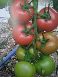 Ладженда F1/Ladjenda F1 — Томат індетермінантний, Syngenta. 500 насіння