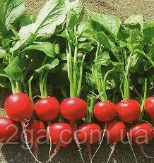 Ирен F1 / Irene F1 - Редис, Rijk Zwaan. 250 грамів насіння, фото 1