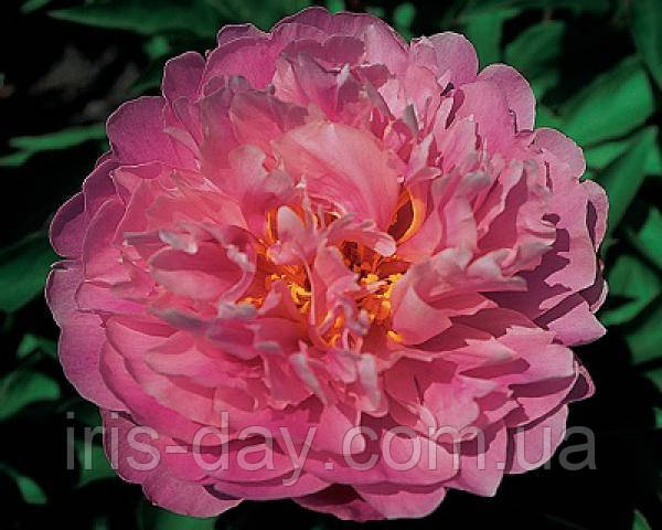 Півонія Ma Petite Cherie Ма Петіт Шері (Roy G. Klehm 1994) (сажці), фото 1