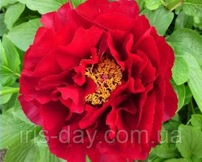 Півонія Mackinac Grand Макінак Гранд (d.l. reath 1992) (сажінці), фото 1