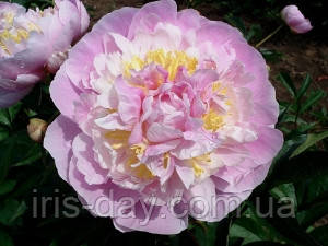 Півонія golly голлі (william krekler, 1965, usa) (сажниці), фото 1