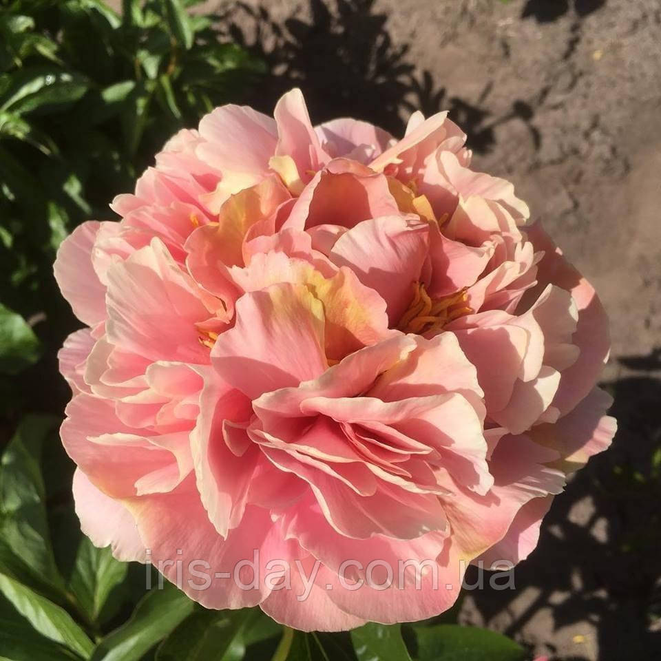 Півоніяtriphena parkin Трифена Паркін (fawkner 2009) (сажники), фото 1