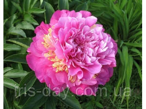 Пион feather top фазе топ (wild gilbert h. & son, 1967, сша) (сажінки), фото 1