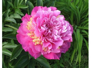 Пион feather top фазе топ (wild gilbert h. & son, 1967, сша) (сажінки)