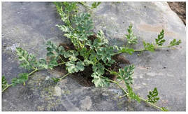 Плівка для мульчування світла стабілізована 800 мм х 30 мкм